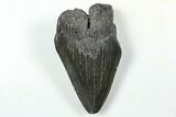 Partial Fossil Megalodon Tooth - South Carolina #376016-1